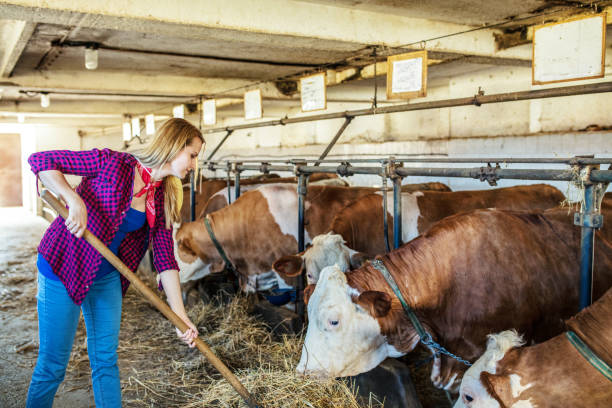 istock Daily job at cattle ranch 1187329916