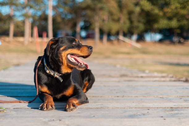 istock Dog on the pier 1187329975