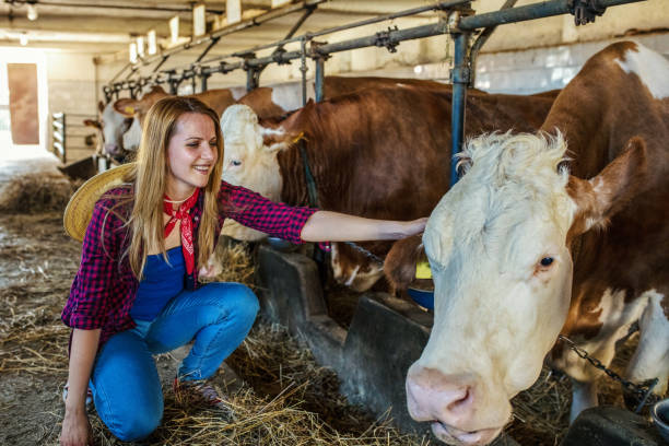 istock Daily job at cattle ranch 1187330116