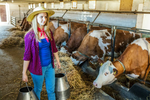 istock Daily job at cattle ranch 1187330229