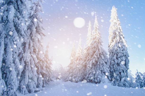 istock Beautiful winter snowy landscape, forest 1187330441
