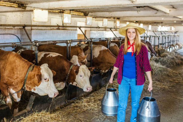 istock Daily job at cattle ranch 1187330489