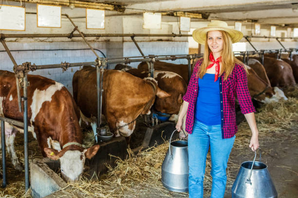 istock Daily job at cattle ranch 1187331039