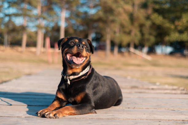 istock Dog on the pier 1187331215
