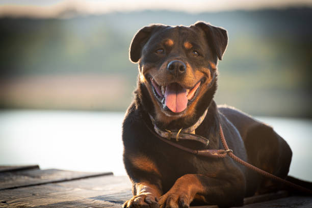 istock Dog on the pier 1187331216