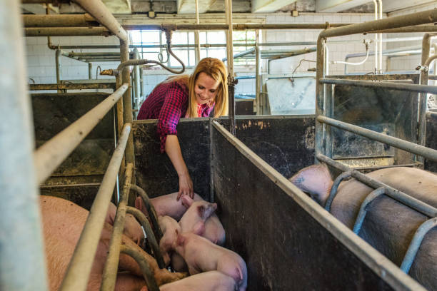 istock Female farmer in pig farm 1187331226