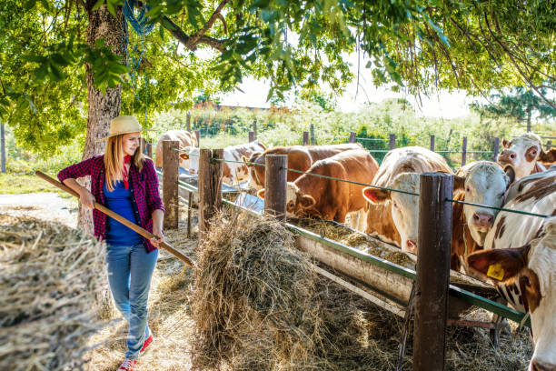istock Daily job at cattle ranch 1187331233