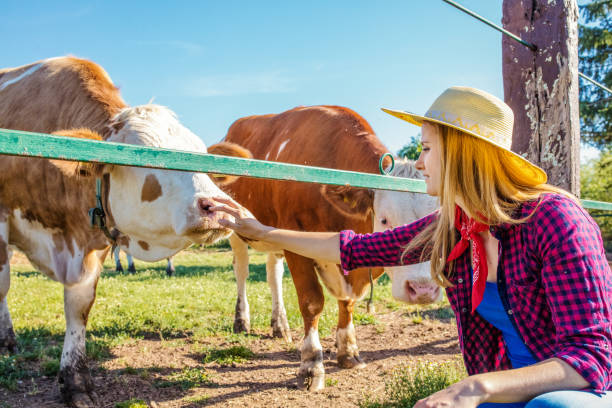 istock Daily job at cattle ranch 1187331254