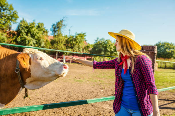 istock Daily job at cattle ranch 1187331359