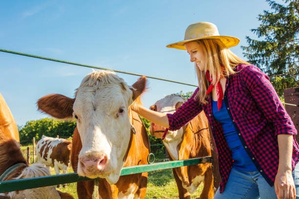 istock Daily job at cattle ranch 1187331509
