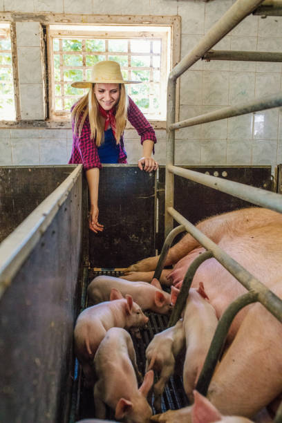 istock Female farmer in pig farm 1187331539
