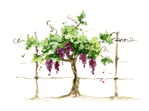 Grape on the trellis, watercolor illustration