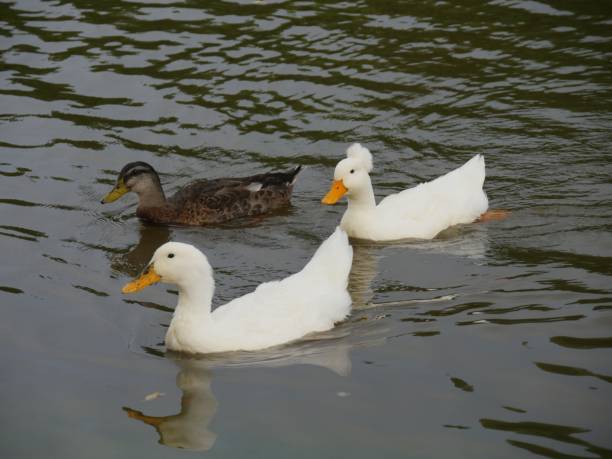 istock Ducks swimming in the pond with reflections in the water 1187331735