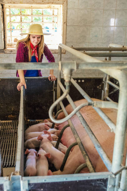 istock Female farmer in pig farm 1187331798