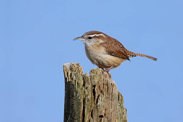 istock Carolina Wren On A Stump 118733291