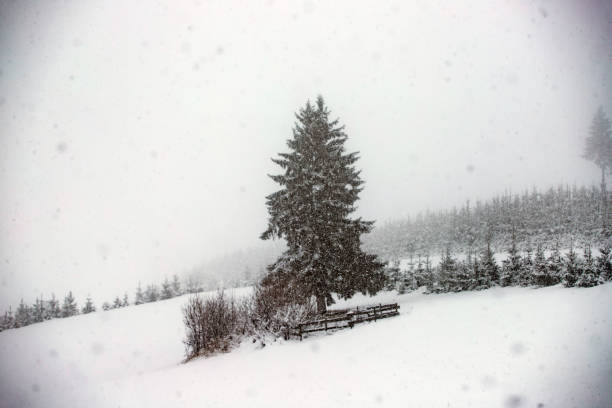 istock Snowy fir forest in winter mountains 1187333888