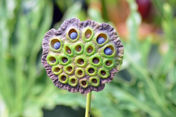 Seed head of lotus flower