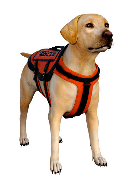 istock 3D illustration abrador rescue dog on white 1187335422