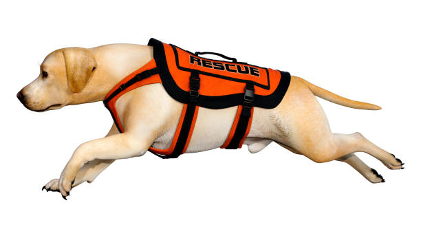 istock 3D illustration abrador rescue dog on white 1187335450