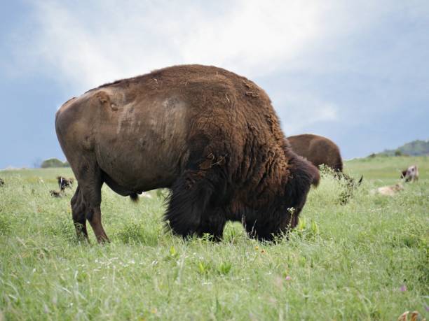 istock Medium close up of a bison grazing in the meadow 1187335534