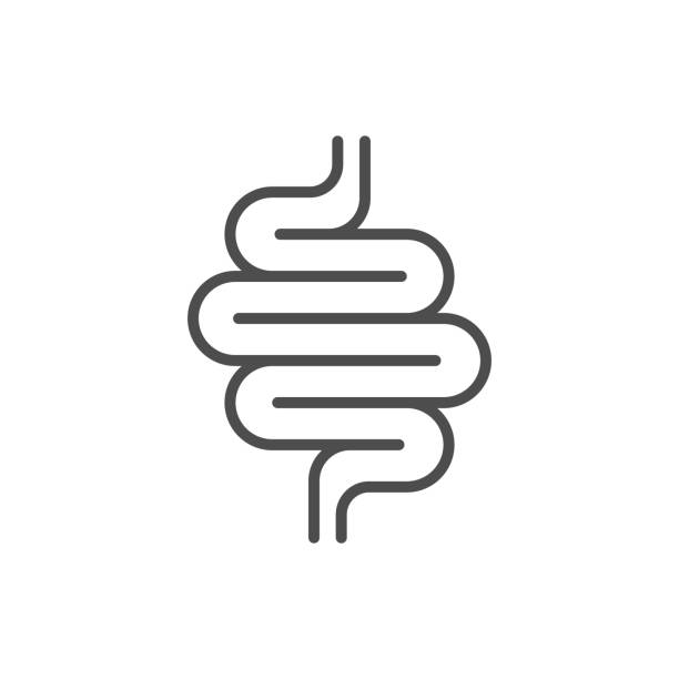 Intestines line icon or digestion system symbol Intestines line icon or digestion system symbol isolated on white. Gut sign. Vector illustration human digestive system illustrations stock illustrations