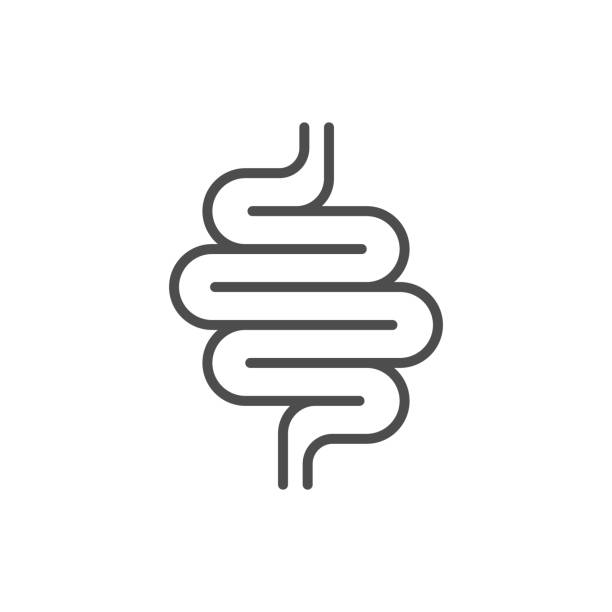 Intestines line icon or digestion system symbol Intestines line icon or digestion system symbol isolated on white. Gut sign. Vector illustration digestive system stock illustrations