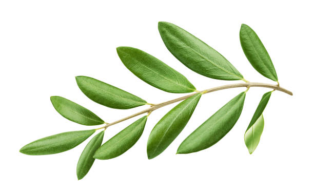 rama de olivo con hojas verdes aisladas sobre fondo blanco - olive branch fotografías e imágenes de stock