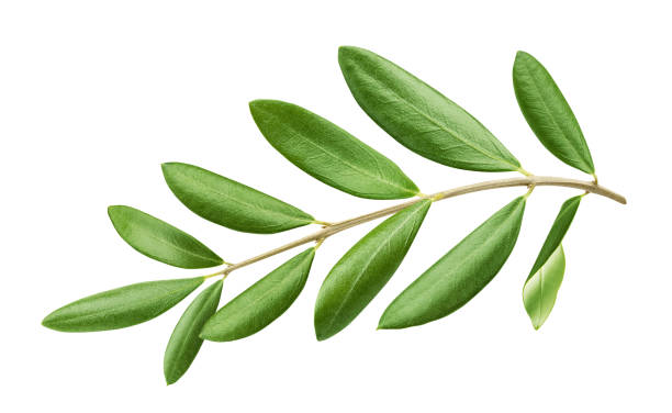 istock Olive tree branch with green leaves isolated on white background 1187335831