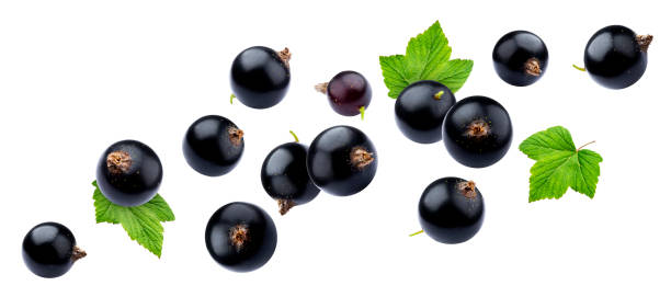 black currant on white background with clipping path - black currant currant black fruit imagens e fotografias de stock