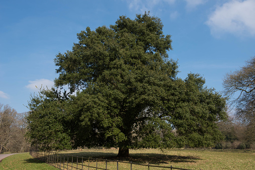 Evergreen Oak Tree Native to the Mediterranean