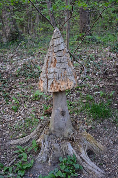 replica di funghi fatta di vecchio tronco d'albero nel mezzo della foresta nelle alpi svizzere. - mago national park foto e immagini stock