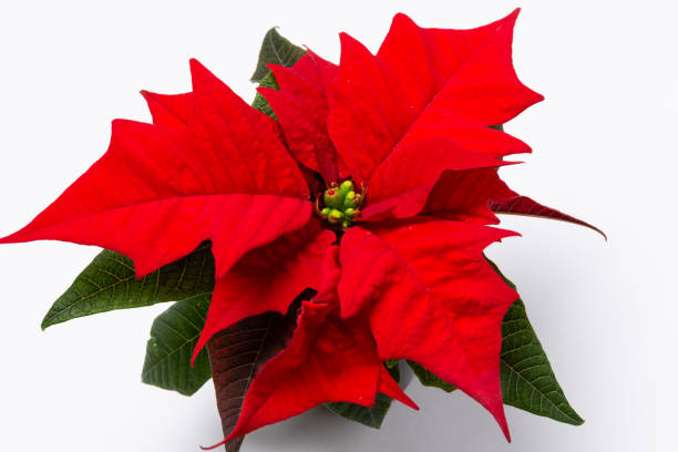 istock Christmas star on coloured ground 1187337275