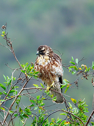 A juvenile Variable Hawk (Geranoaetus polyosoma) perches in the treetops in the suburbs of Santiago de Chile