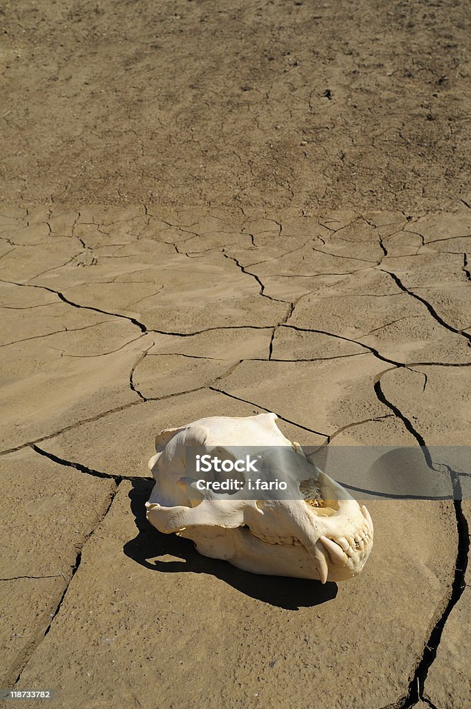 Ours brun de crâne - Photo de Désert libre de droits