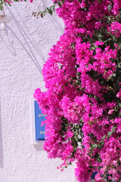 istock Violet bougainvillea 1187338448