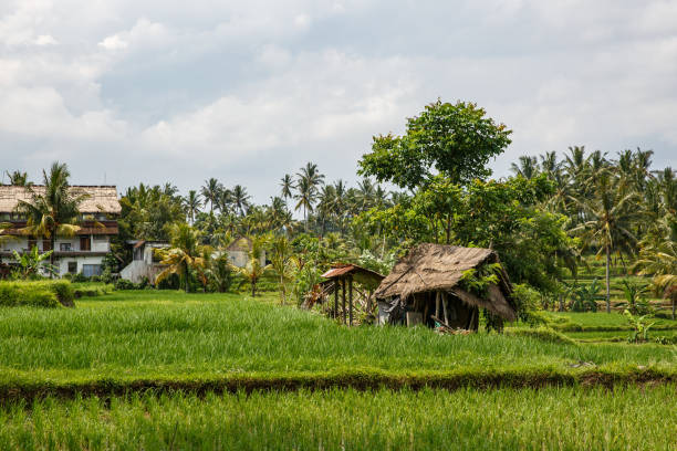 istock Asian farm. House with rice fields and palm jungle on background. 1187338791