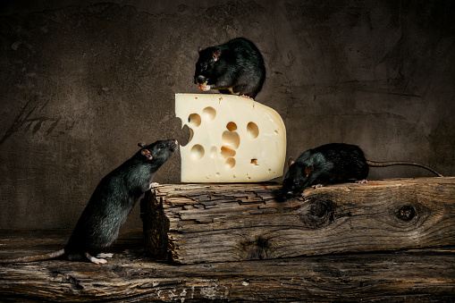 Black rats eating cheese