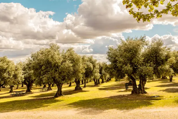 Photo of landscape of an olive tree hood in spain with tables for picnics and clouded sky