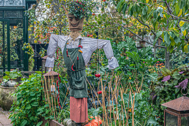 Miss Chili straw woman Cute scarecrow ornate with colorful chilis in a fertile organic vegetable garden, with a greenhouse in the background. tropaeolum majus garden nasturtium indian cress or monks cress stock pictures, royalty-free photos & images