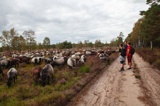 Father and two teenage sons standing and looking at the typical grazing sheep among the heather plants in Luneburger Heath nature reserve. Luneburg Heath, Germany - August 16, 2019: a man and two teenage boys have a rest and look at the herd of sheep that are grazing lüneburg heath stock pictures, royalty-free photos & images