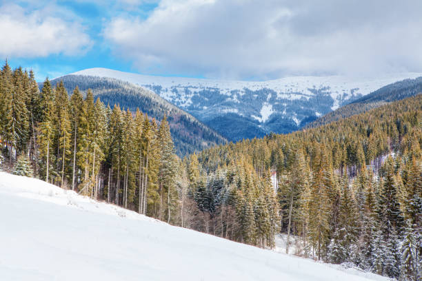 istock fir forest in the winter 1187343004