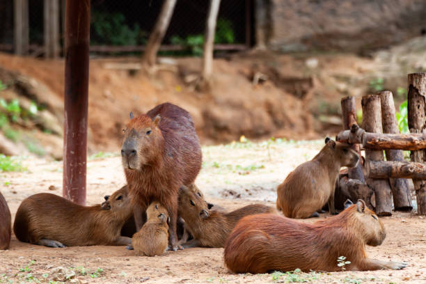 istock Capybara, Hydrochoerus hydrochaeris, the largest toothed rodent. 1187343403