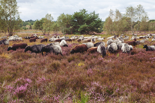 Herd of horned grey sheep (Heidschnucke breed) - typical of Luneburger Heath nature reserve - are grazing among the blooming purple heather plants