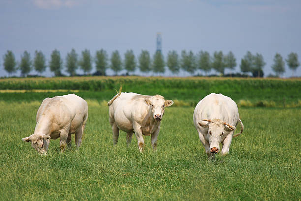 istock White bulls in a green field 118734401