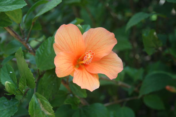 istock Orange hibiscus - orange hibiscus 1187344225