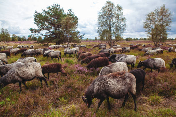 Herd of horned grey sheep (Heidschnucke breed) - typical of Luneburger Heath nature reserve - are grazing among the blooming purple heather plants Luneburg Heath, Germany - August 16, 2019: flock of grey sheep graze in the Luneburg Heide region in Germany among the flowering heath in August lüneburg heath stock pictures, royalty-free photos & images