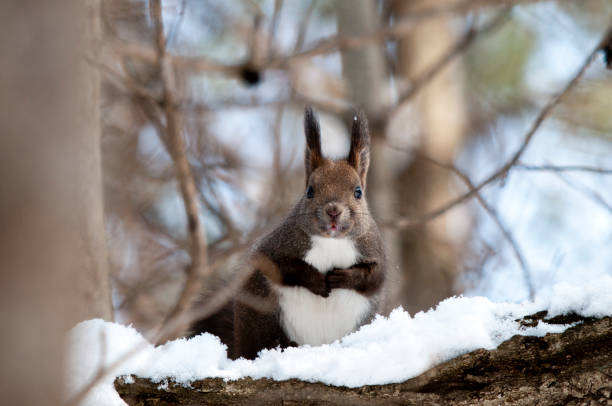 홋카이도의 귀여운 다람쥐 - squirrel softness wildlife horizontal 뉴스 사진 이미지