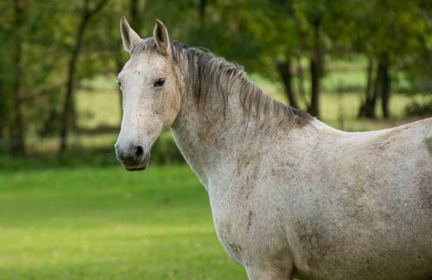istock a white horse grazing in the meadow 1187345258