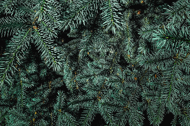 istock Christmas fir tree branches background.  Holiday wallpaper with Green tree spruce 1187345606