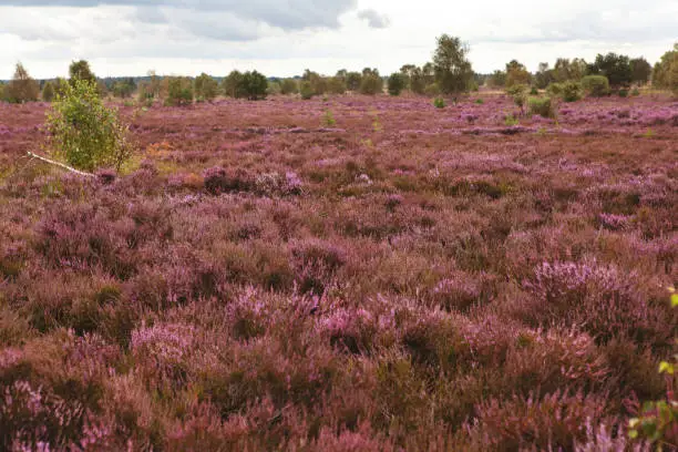 Luneburg Heath, Germany - August 16, 2019: beautiful flowering purple heath landscape scenery with shrubs, meadows and tall grass in August.